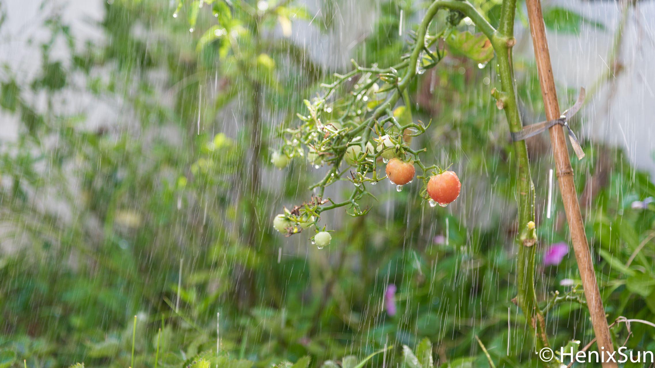 别墅院子维护与种植经验分享_别墅案例分析报告ppt_联排别墅与大平层优缺点对比