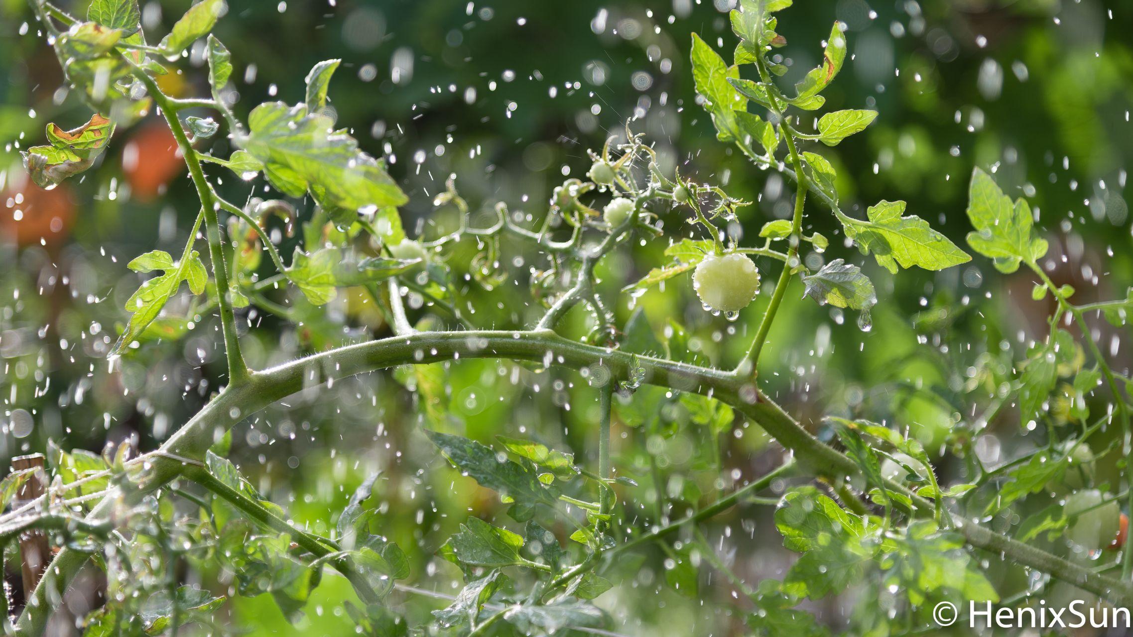 联排别墅与大平层优缺点对比_别墅院子维护与种植经验分享_别墅案例分析报告ppt